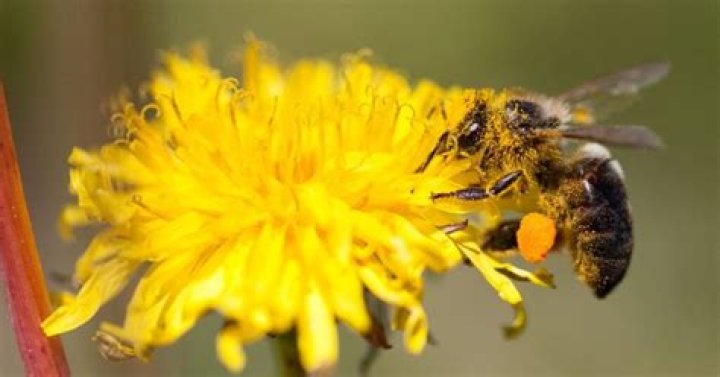 What kinds of plants do bees like?