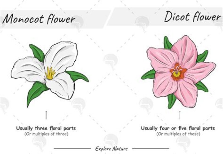 What makes a flower a Monocot