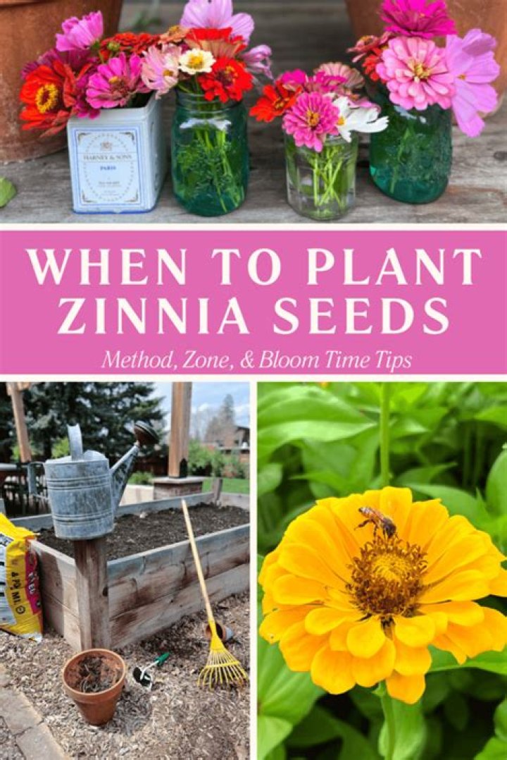 What month do you plant zinnia seeds