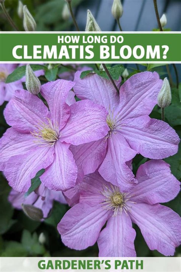 What month does clematis bloom?