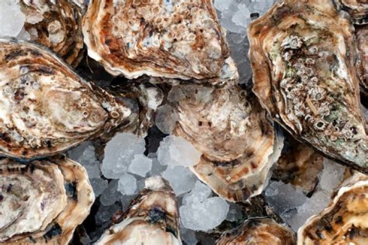 What months should you not eat oysters
