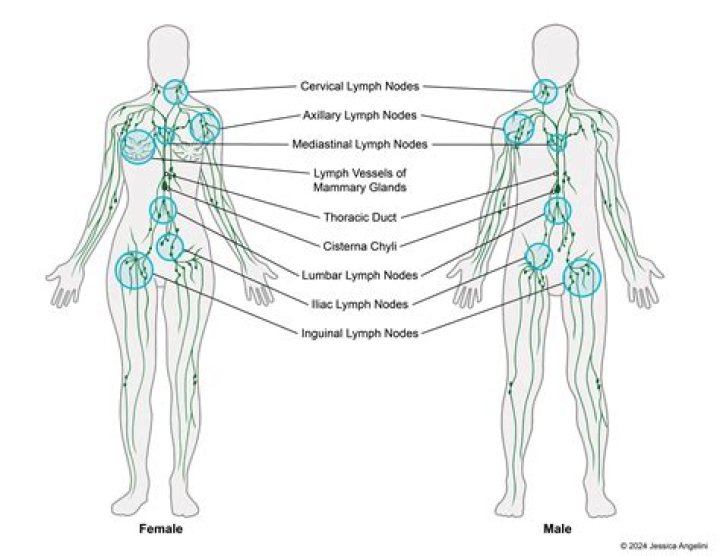 What moves the lymphatic system?