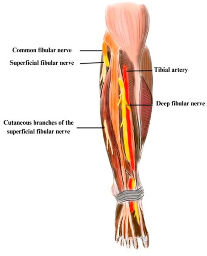 What muscles does the common fibular nerve innervate