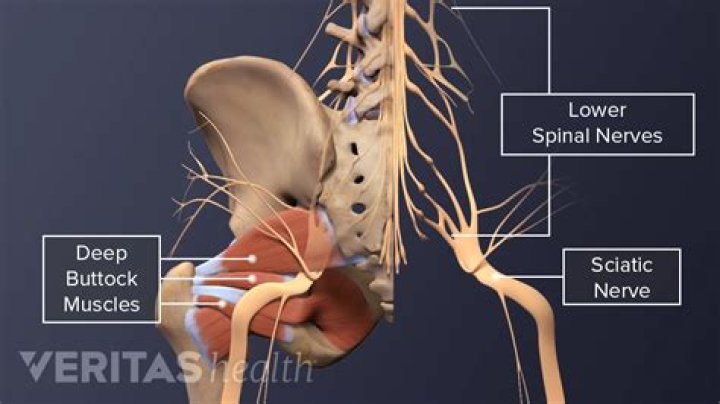 What nerves run through the buttocks?