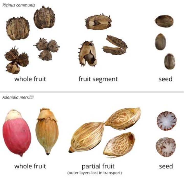What orange has no seeds?