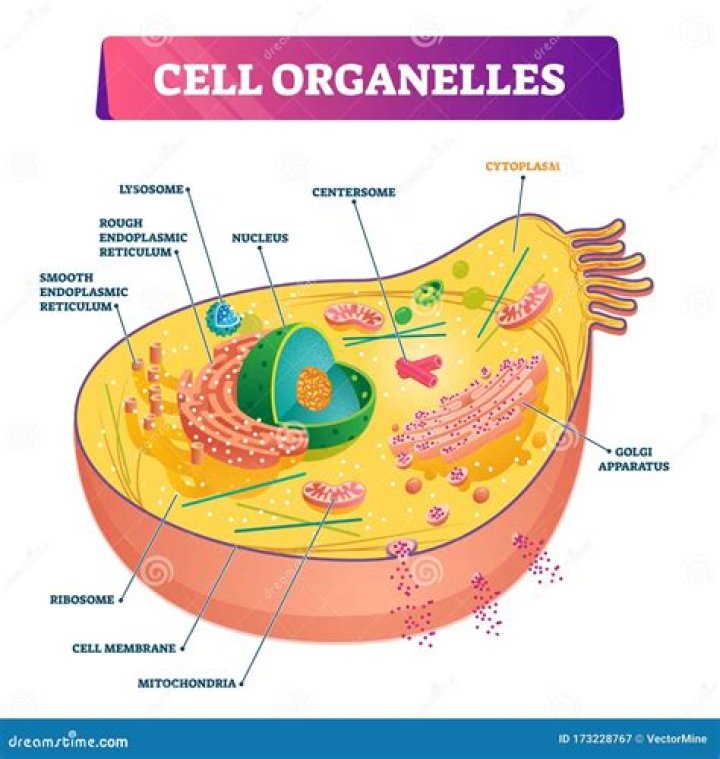 What organelle is responsible for transporting materials in and out of the cell?