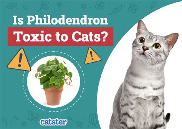 What part of lily is poisonous to cats