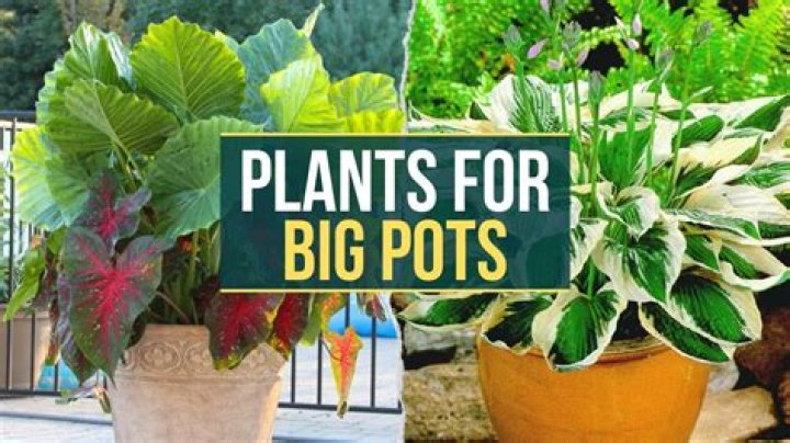 What plants can I grow in pots