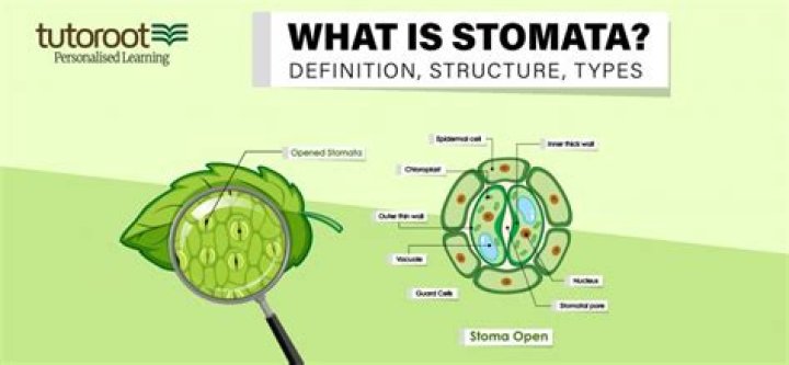 What plants dont have stomata