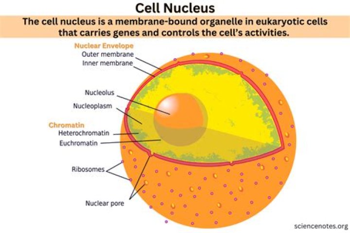 What process divides the cell nucleus and its contents