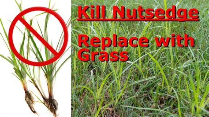 What product kills nutsedge