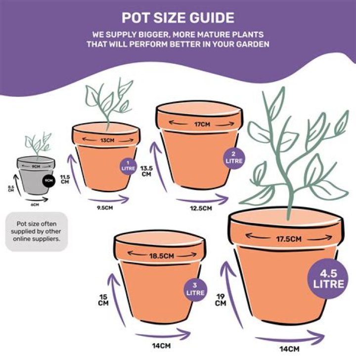 What size pot does lavender need