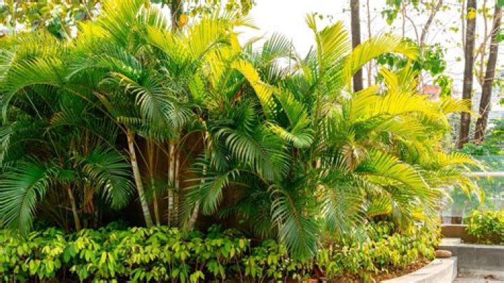 What soil is best for Palms?