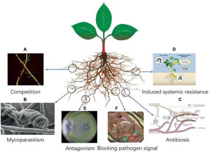 What stimulates plant growth? | ContextResponse.com