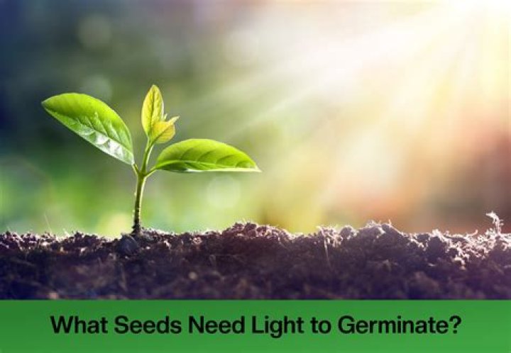 What temperature should you germinate seeds