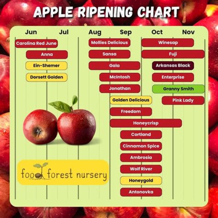 What time of the year are apples in season