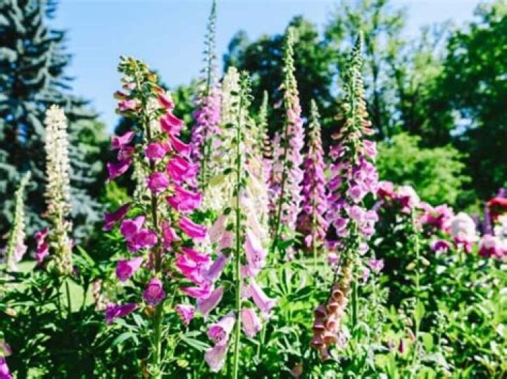 What time of year do foxgloves bloom