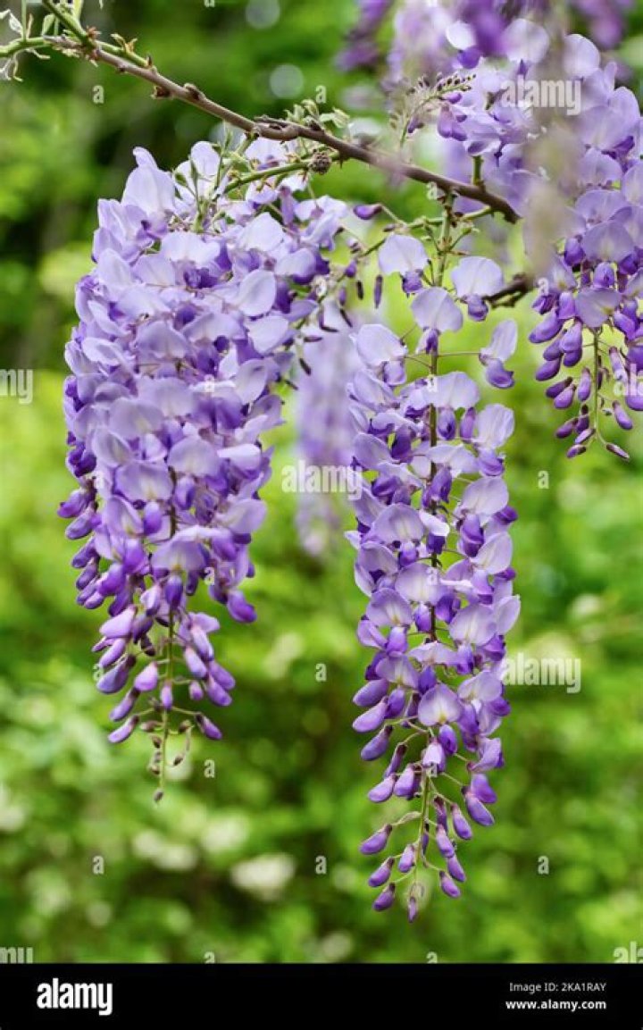 What Tree has hanging purple flowers?