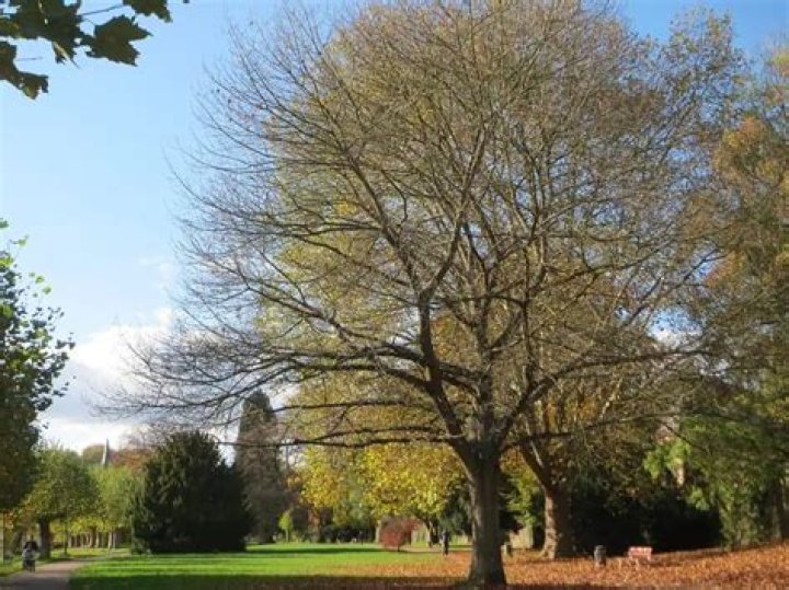 What trees grow in England