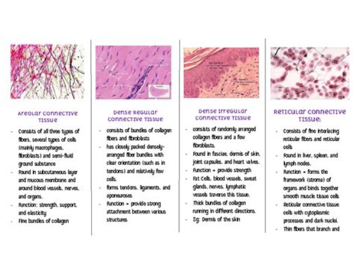 What type of connective tissue supports epithelium