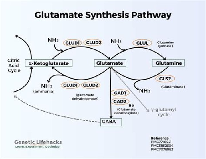 What type of enzyme is glutamine synthetase?