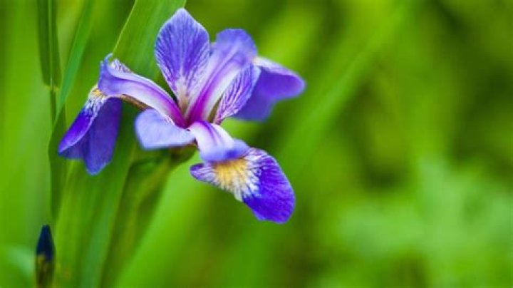 What type of flower is an iris