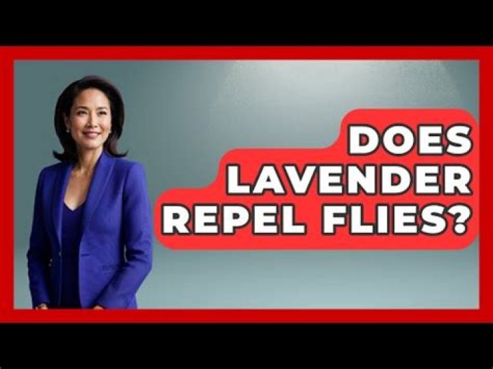 What type of lavender repels flies