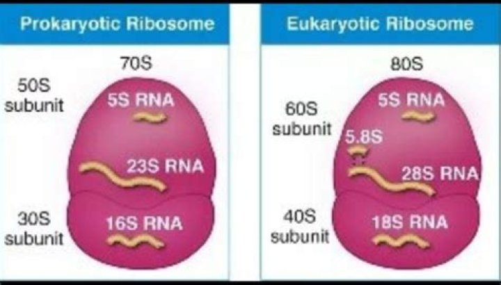 What type of Ribosomes are found in prokaryotes