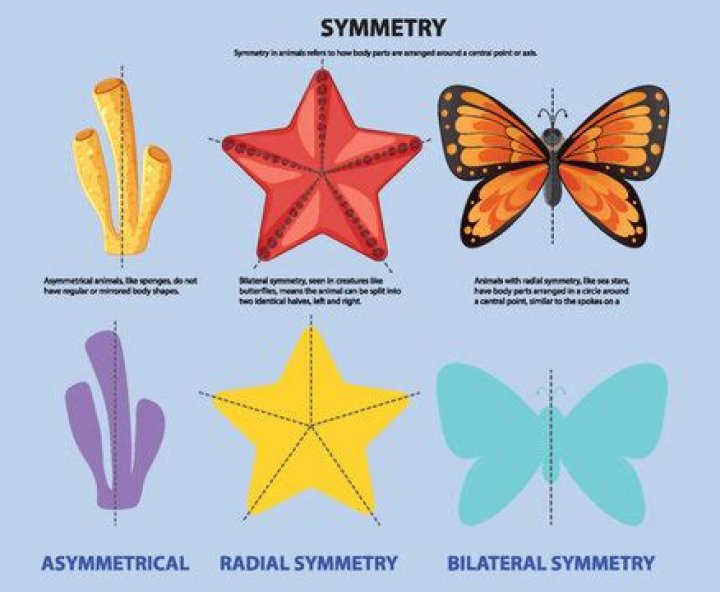 What type of symmetry do mollusks have?