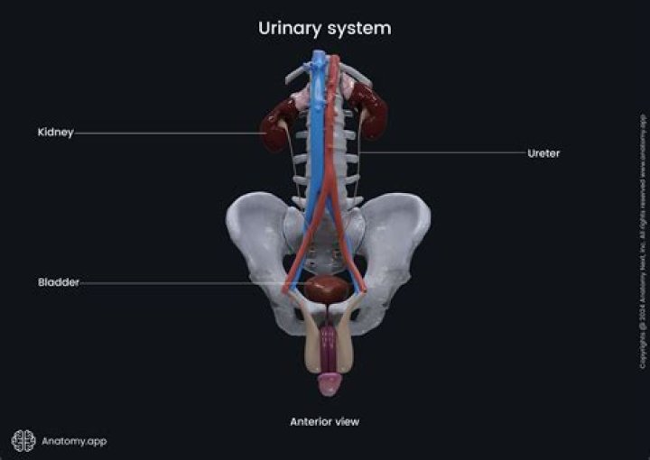 What urinary organ transports urine from the kidney to the bladder