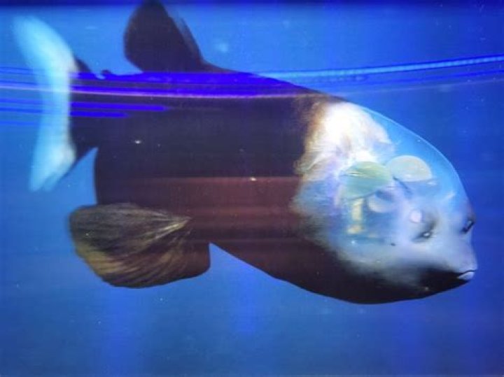 What was so weird about the barreleye fish?