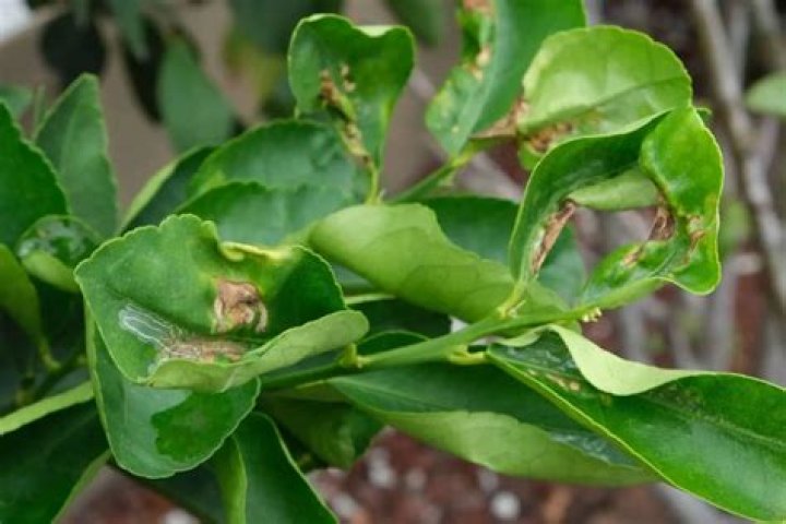What will break down leaves?