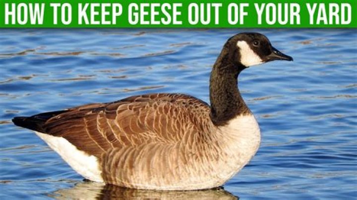 What will keep geese out of my yard