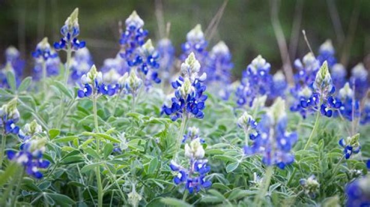 What zone do Bluebonnets grow in?