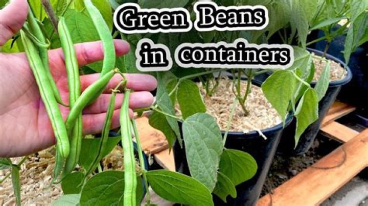 Whats wrong with my green bean plants
