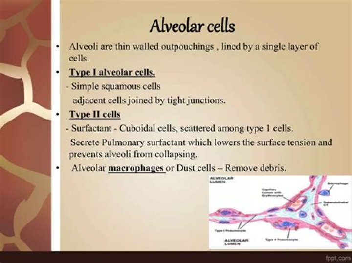 When a baby is born Why is it important that type II alveolar cells