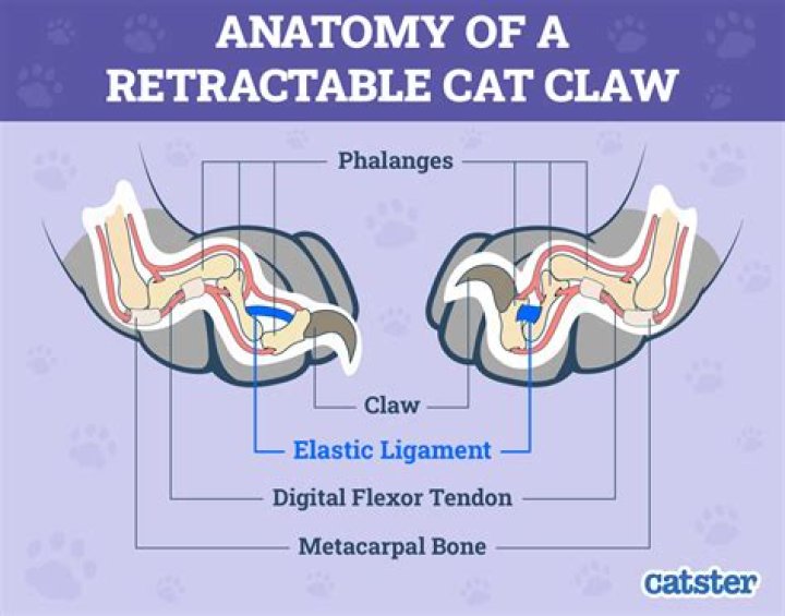 When a lobster regrow a claw What is it called?