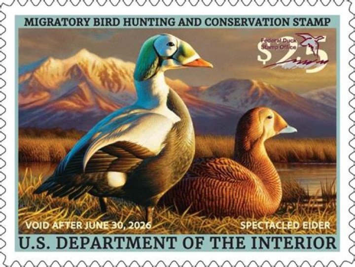 When can I buy a federal duck stamp?