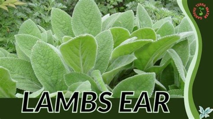 When can I divide lambs ear
