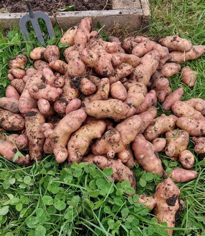 When can I harvest Maris Peer potatoes