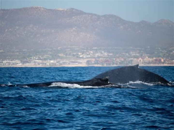 When can you see humpback whales in California