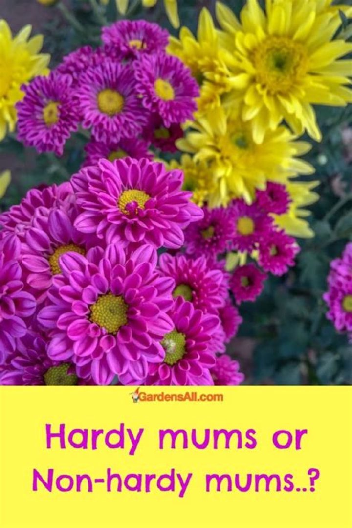 When should I plant hardy mums?