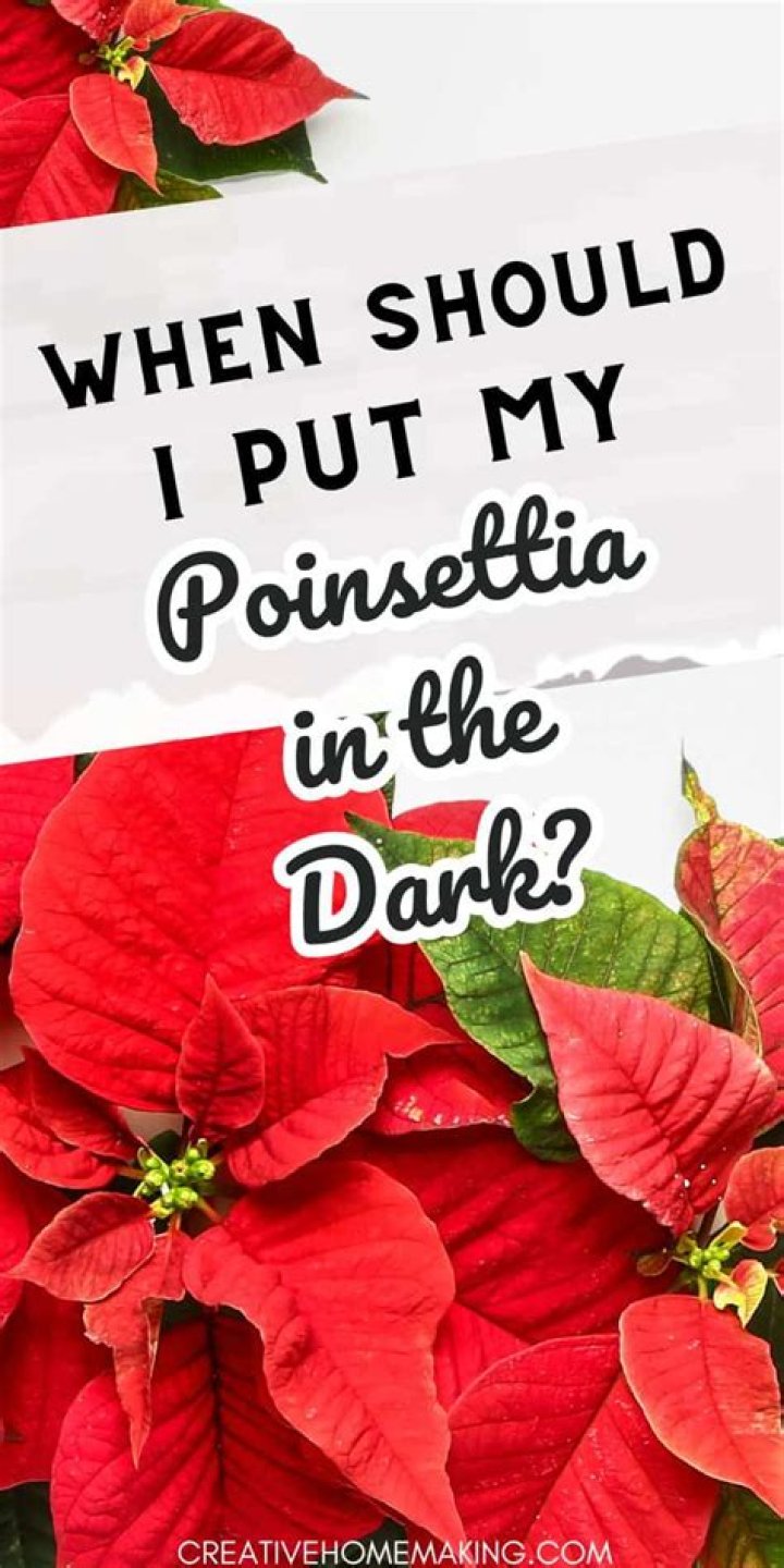When should I put my poinsettia in the dark?