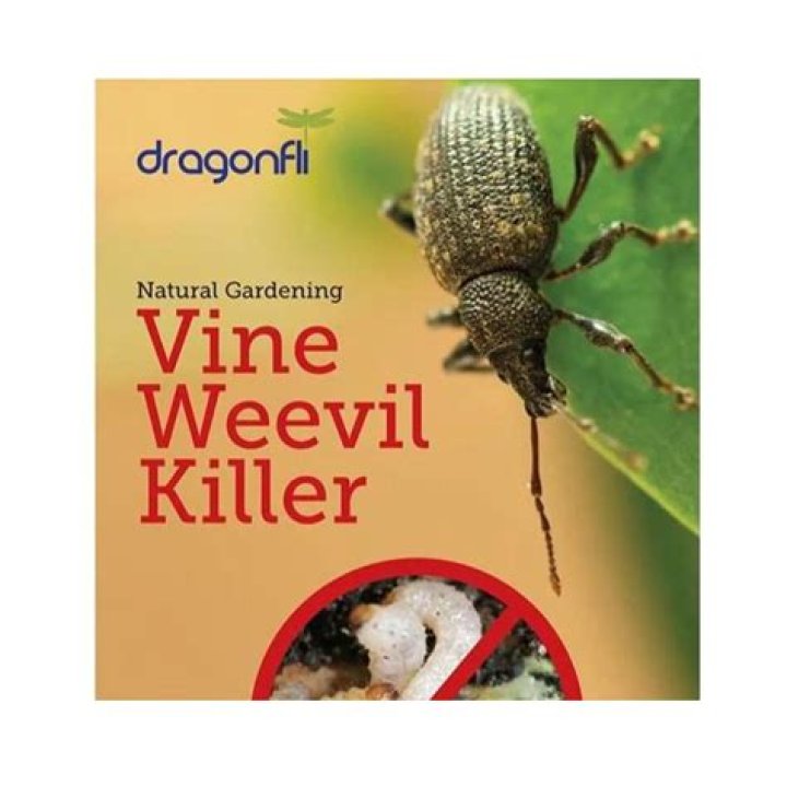 When should I use vine weevil killer
