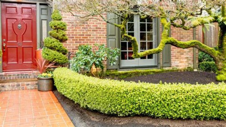 When should you cut yew hedges?