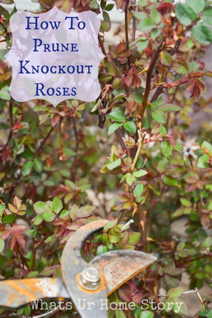 When should you prune knockout roses?