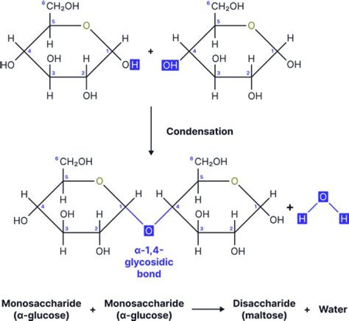 When sucrose is hydrolyzed what monosaccharides are produced?