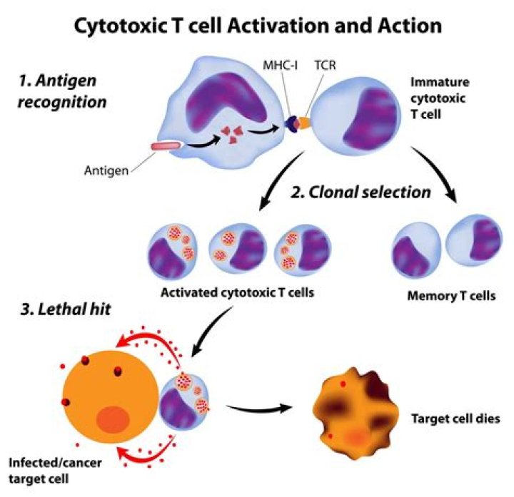 Where are cytotoxic T cells activated