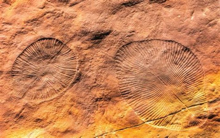 Where are Ediacaran fossils found