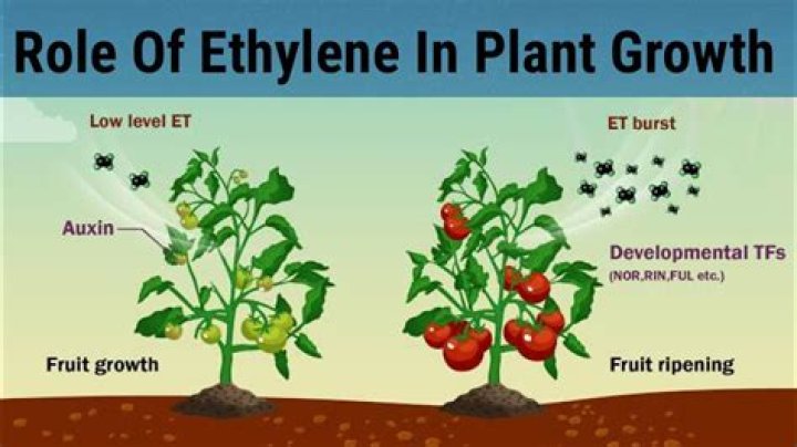 Where are ethylene produced in plants?